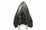 Bargain, Fossil Megalodon Tooth - South Carolina #122246-1